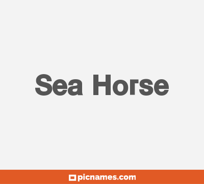 Sea Horse